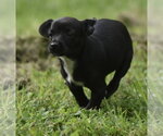 Small #6 Chihuahua Mix