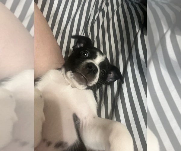 Medium Photo #4 Boston Terrier Puppy For Sale in BURLINGTON TOWNSHIP, NJ, USA