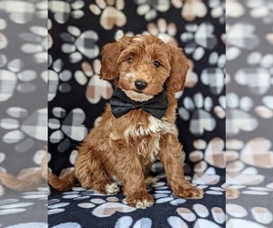 Double Doodle Puppy for sale in NOTTINGHAM, PA, USA