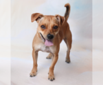 Small #1 Chihuahua Mix