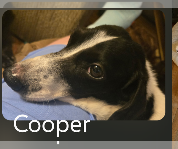 Medium Photo #2 Dachshund Puppy For Sale in Sioux Falls, SD, USA