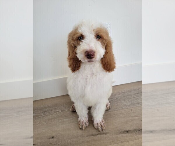Medium Photo #1 Doodle-Poodle (Standard) Mix Puppy For Sale in NAMPA, ID, USA