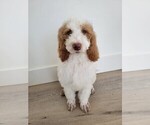 Small Photo #1 Doodle-Poodle (Standard) Mix Puppy For Sale in NAMPA, ID, USA