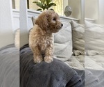 Small Photo #29 Bichpoo Puppy For Sale in NORTH PORT, FL, USA