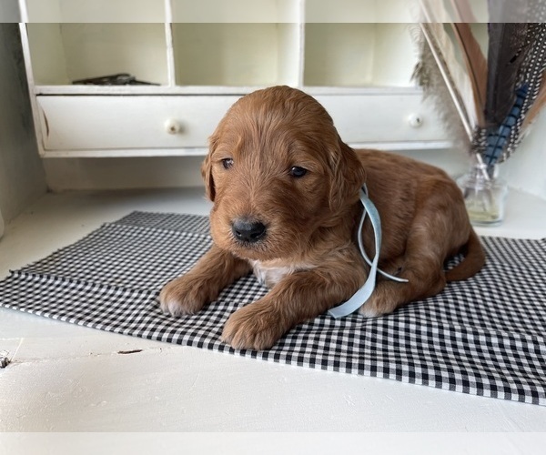Medium Photo #3 Goldendoodle Puppy For Sale in WOODBURN, IN, USA