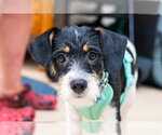 Small Photo #4 Mutt Puppy For Sale in Mundelein, IL, USA