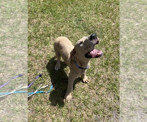 Great Dane Puppy for Sale in MIMS, Florida USA