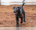 Small #1 Labrador Retriever Mix