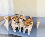 Small Photo #66 Shiba Inu Puppy For Sale in FREMONT, CA, USA