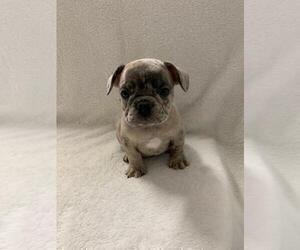 French Bulldog Puppy for sale in CHARLESTON, SC, USA