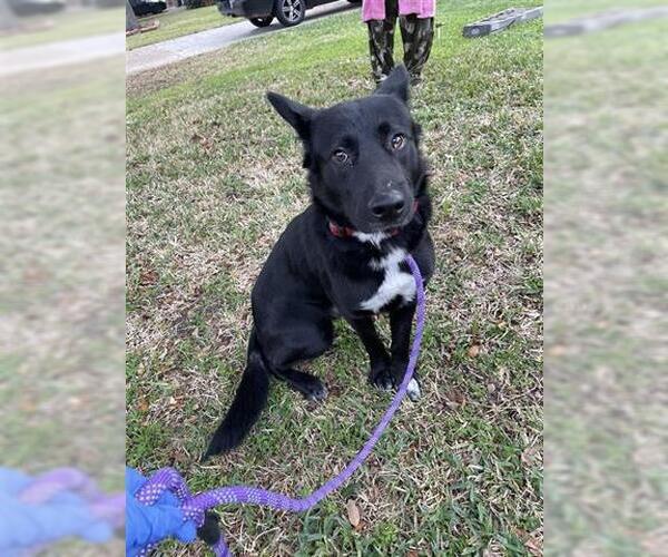 Medium Photo #1 German Shepherd Dog-Unknown Mix Puppy For Sale in Houston, TX, USA