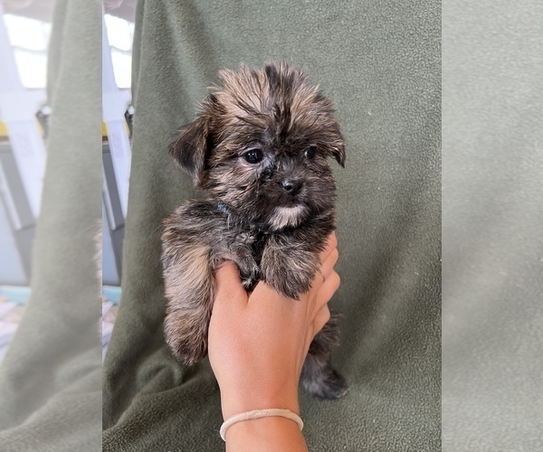 Medium Photo #6 Shorkie Tzu Puppy For Sale in FREDERICK, MD, USA