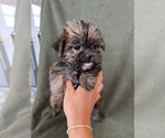 Small Photo #6 Shorkie Tzu Puppy For Sale in FREDERICK, MD, USA