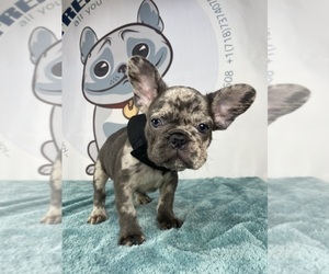 French Bulldog Puppy for sale in BROOKLYN, NY, USA