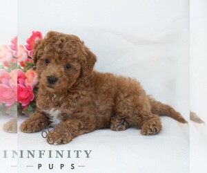 Poochon Puppy for sale in DORNSIFE, PA, USA