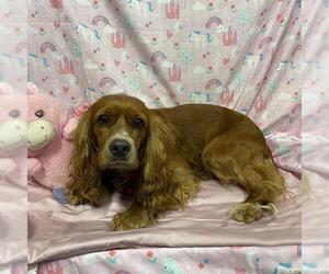 Cocker Spaniel Dogs for adoption in Modesto, CA, USA
