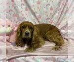 Small Cocker Spaniel