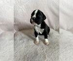 Small #3 Boxer
