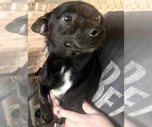 Chihuahua-Unknown Mix Dogs for adoption in Houston, TX, USA