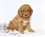 Small Photo #2 Goldendoodle (Miniature) Puppy For Sale in GORDONVILLE, PA, USA