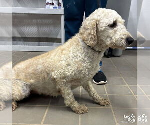 Mutt Dogs for adoption in Washington, DC, USA