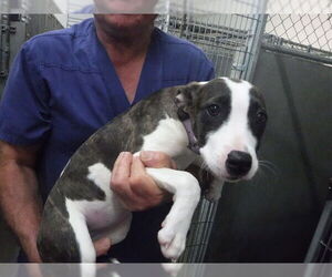 Mutt Dogs for adoption in Oroville, CA, USA