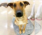 Small #9 German Shepherd Dog Mix