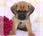 Small Photo #10 Puggle Puppy For Sale in CHARLOTT HALL, MD, USA