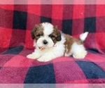 Small #2 Shih-Poo
