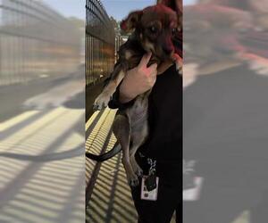 Chihuahua Dogs for adoption in Houston, TX, USA