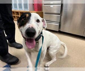 American Staffordshire Terrier-Pointer Mix Dogs for adoption in Grand Prairie, TX, USA