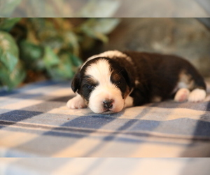 Australian Shepherd Puppy for sale in WESTFIELD, MA, USA