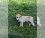 Small #2 Mutt