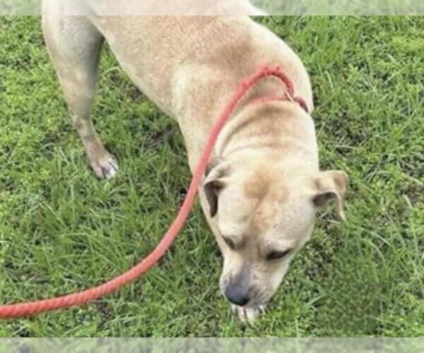 Medium Photo #1 Mutt Puppy For Sale in Houston, TX, USA