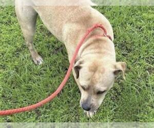 Mutt Dogs for adoption in Houston, TX, USA