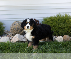 Bernese Mountain Dog Puppy for sale in TOPEKA, IN, USA