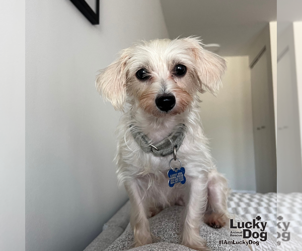 Medium Photo #8 Maltese-Unknown Mix Puppy For Sale in Washington, DC, USA