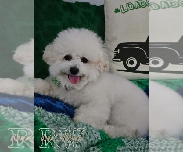 Medium Photo #1 Poodle (Toy) Puppy For Sale in CORINNE, UT, USA