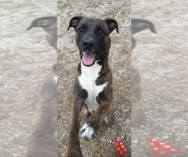 Medium Photo #6 - Mix Puppy For Sale in Tampa, FL, USA