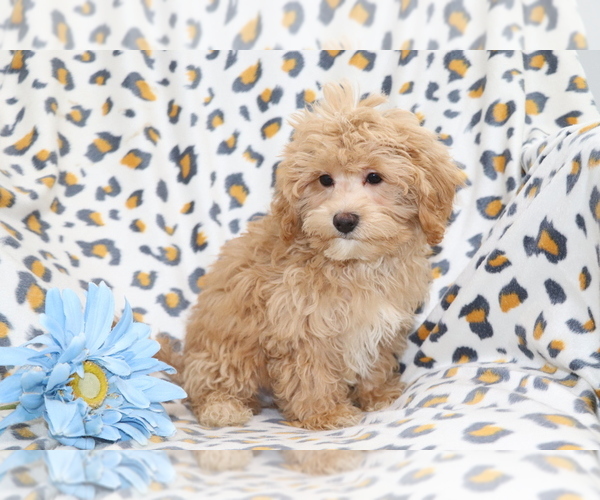 Medium Photo #3 Maltipoo Puppy For Sale in SHILOH, OH, USA