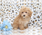 Small #2 Maltipoo