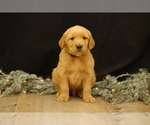 Small #1 Golden Retriever