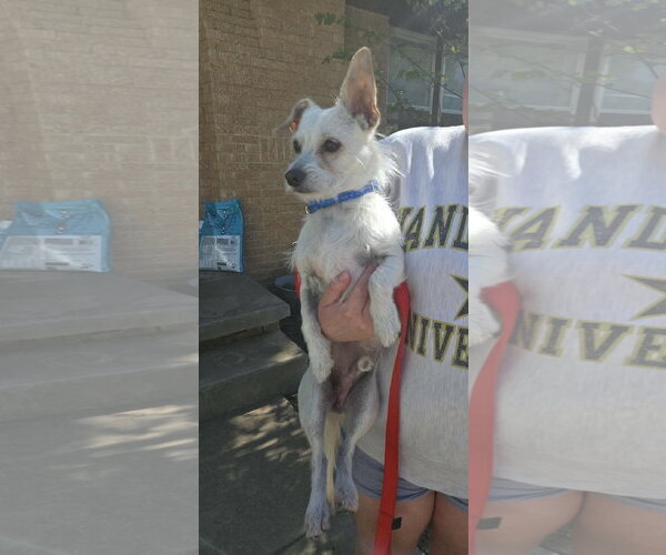 Medium Photo #3 Chihuahua-Unknown Mix Puppy For Sale in Grafton, WI, USA