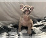Small #2 French Bulldog