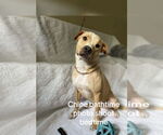 Small #1 American Pit Bull Terrier Mix