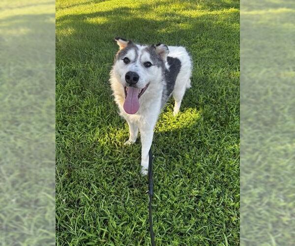 Medium Photo #2 Siberian Husky-Unknown Mix Puppy For Sale in Forestville, MD, USA