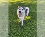 Small #1 Siberian Husky Mix