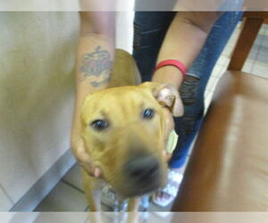 Mutt Dogs for adoption in Ocala, FL, USA