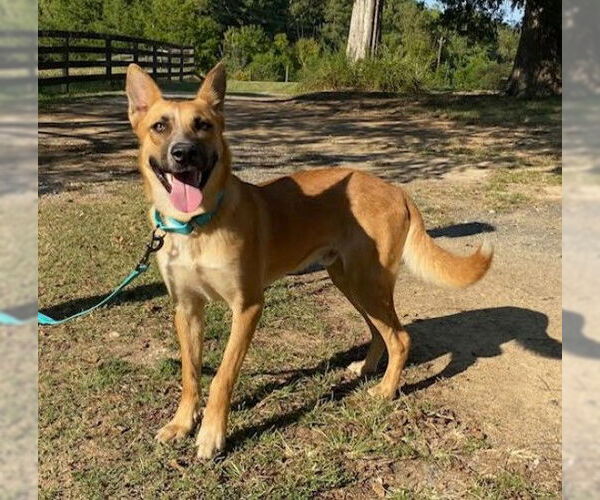 Medium Photo #2 German Shepherd Dog-Unknown Mix Puppy For Sale in Sheboygan, WI, USA