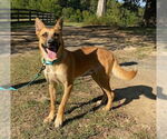 Small #1 German Shepherd Dog Mix